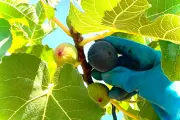 Figues de Solliès : récolte record sous canicule, les agriculteurs s'adaptent