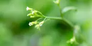 Floraison des plantes : l'épigénétique dévoile son ballet