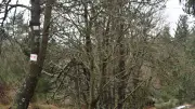 Forestiv’Aigoual : une journée pour redécouvrir la forêt labellisée