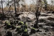 Forêt de Fontainebleau : réouverture au public ce samedi