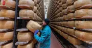 Fromage gras et santé : le paradoxe qui bouscule les idées reçues