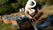 Fête du Miel à Sérignan : apiculture locale à l'honneur le 28 août