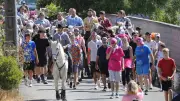Fête votive de Lédenon : abrivado et animations pour la clôture