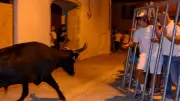 Fêtes de Villevieille : bandido, abrivado et concert de Ricoune