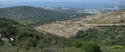 Gardiole : deux ans après, la forêt se régénère seule