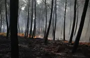 Gironde en vigilance rouge face au risque de feux de forêt