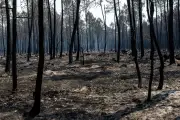 Gironde en vigilance rouge : risque de feux de forêt persistant