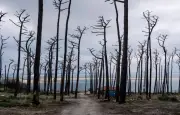 Gironde : le chantier colossal après l'incendie de 42.000 hectares