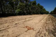 Gironde : l'hécatombe invisible des animaux sauvages