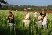 Grasse célèbre la tubéreuse, fleur rare et puissante, le 22 août