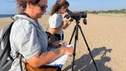 Gravelot à collier interrompu : suivi estival sur la plage de la Grande Maïre