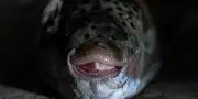 Grèce : le poisson-ballon, fléau toxique pour les pêcheurs
