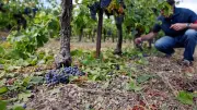 Grêle dans le Gard : les vignerons se mobilisent pour sauver la récolte