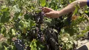 Grêle dans le Gard : vignes et serres ravagées, vignerons et maraîchers dans le désarroi