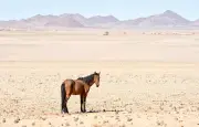 Hans le Malin : le cheval qui a révolutionné la science