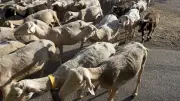Hautes-Pyrénées : 100 brebis disparues, l'éleveuse lance un appel