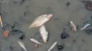 Hécatombe de poissons à Port-la-Nouvelle : enquête en cours