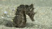Hippocampe : ce trésor caché des digues de l'Hérault