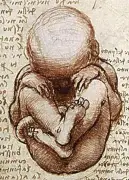 Homosexualité : l'hypothèse immunitaire maternelle expliquée