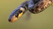 Ibiza submergée par une invasion de serpents incontrôlable