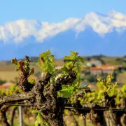IGP du Sud : l'autre visage des vins rosés d'été