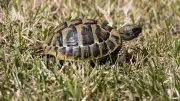 Il volait des plaques d'égout et détenait des tortues protégées