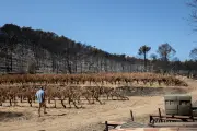 Incendie à Correns : les vignes touchées, vendanges sous tension