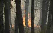 Incendie dans les Landes : 580 hectares brûlés, reprise du feu