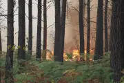 Incendie dans les Landes : 600 hectares brûlés, 500 évacués