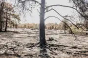 Incendie de Fontainebleau : l'Île-de-France se constitue partie civile