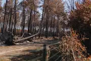 Incendie du Porge : le gouvernement attendu au tournant