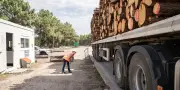 Incendie en Gironde : la filière forestière des Landes de Gascogne subit un afflux massif de bois