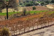 Incendies dans le Var : les vignerons craignent un « goût de fumée » dans leurs vins