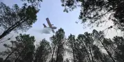 Incendies dans les Landes : 1 580 hectares brûlés, 64 départements en alerte