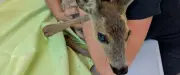 Incendies en Gironde : des bénévoles de Montpellier sauvent des animaux