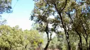 Incendies : le Comité du bois des Ramias appelle à renforcer la prévention