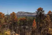 Incendies méditerranéens : hausse de 40 % des surfaces brûlées d'ici 2100