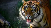 Inde : un agriculteur tué par un tigre dans son champ