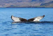 Islande expulse 21 militants antichasse à la baleine