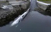 Islande : expulsion des 21 militants anti-chasse à la baleine
