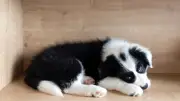 Isère : 68 chiens abandonnés retrouvés dans un état critique