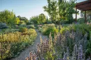 Jardin sans eau : une réponse au dérèglement climatique