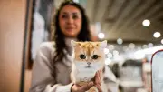 Jeu ou détresse chez le chat : une étude révèle nos erreurs