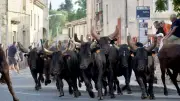 Journée des traditions : hommage au patrimoine camarguais