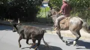 Journée taurine à Magalas : programme et animations du 8 août