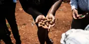 Kenya : réconcilier la jeunesse avec l'agriculture
