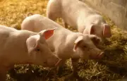 L214 porte plainte après la découverte de 300 cadavres de porcs dans un élevage des Côtes-d'Armor