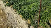 La Ferme du Petit Soleil s'installe à Ceyras avec des légumes frais