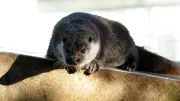 La loutre d’Europe a reconquis la Cèze après des décennies d’absence