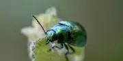 La passion des insectes : un univers fascinant à explorer